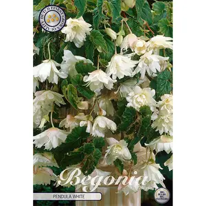 Hängbegonia, Pendula White 3 st