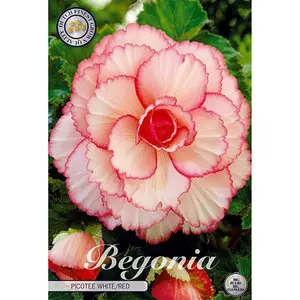 Begonia, Picotee vit/röd 3 st