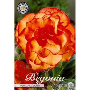 Begonia, Picotee gul/röd 3 st