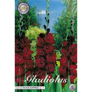 Gladiol, Black Surprice 10 st