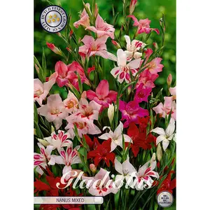 Dvärg-gladiol, Blandade färger 10 st