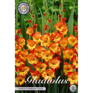 Gladiol, Princess Margeret Rose 10 st