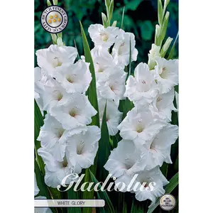 Gladiol, White Glory 10 st