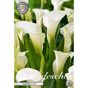 Kalla, Albomaculata 1 st