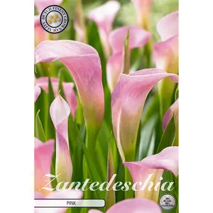 Kalla, Light Pink 1 st