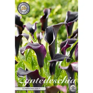 Kalla, Schwarzwalder® 1 st