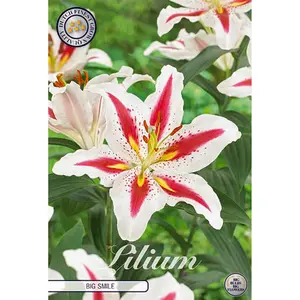 Orientlilja, Big Smile 2 st