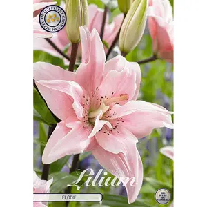 Asiatisk lilja, Elodie 2 st