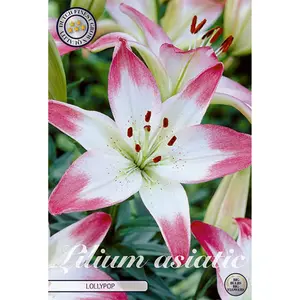 Asiatisk flocklilja, Lollypop 2 st