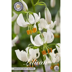 Krollilja, Martagon Snowy Morning 1 st