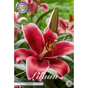 Orientlilja, Corvara 2 st