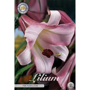 Kungslilja, Pink Perfection 2 st