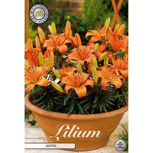 Asiatisk kruklilja, Matrix 2 st