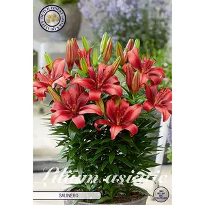 Asiatisk kruklilja, Salinero 2 st