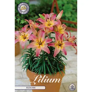 Asiatisk kruklilja, Rozalynn 2 st