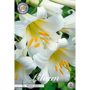 Kungslilja, Regale 1 st