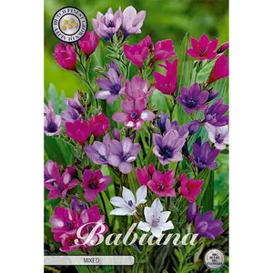 Babianiris, blandade färger 10 st