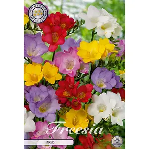 Freesia, blandade färger 15 st