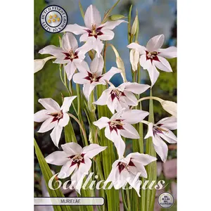 Doftlilja, Acidanthera Murilae 10 st