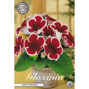 Gloxinia, Kaiser Friedrich 1 st