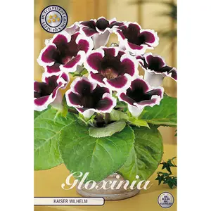 Gloxinia, Kaiser Wilhelm 1 st