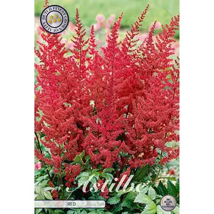 Astilbe, Röd 1 st
