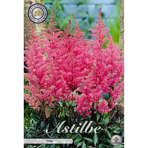 Astilbe, Rosa 1 st