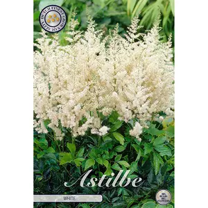 Astilbe, Vit 1 st