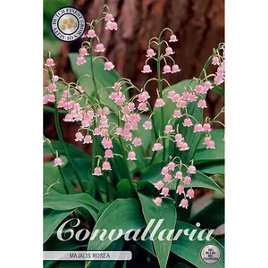 Liljekonvalj, rosa 3 st