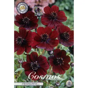 Chokladskära, Atrosanguineus 1 st