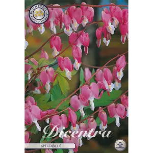 Löjtnantshjärta 1 st