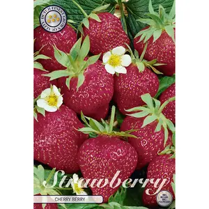 Jordgubbe, Cherry Berry 3 st