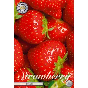 Jordgubbe, Ostara 5 st