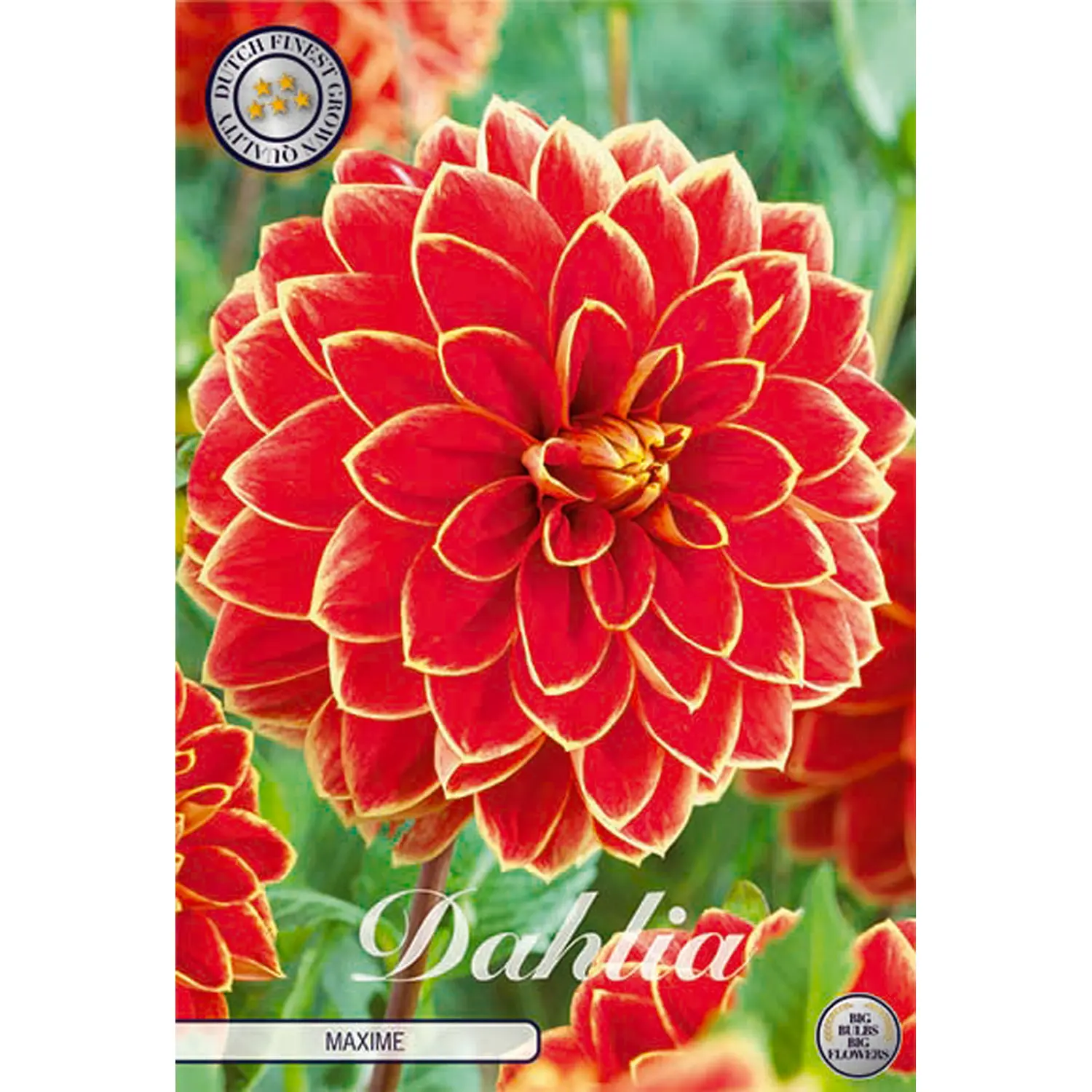 Dekorativdahlia, Maxime 1 st