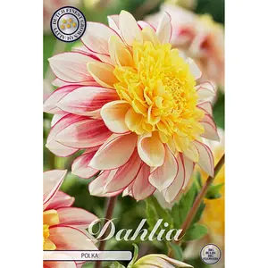 Anemondahlia, Polka 1 st