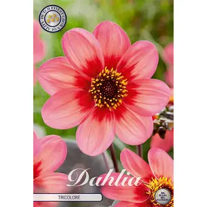 Anemondahlia, Tricolore 1 st