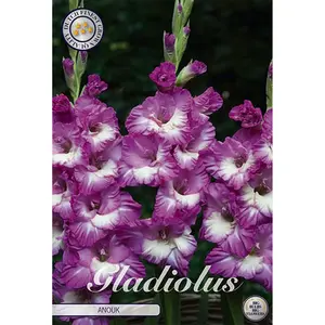 Gladiol, Anouk 10 st