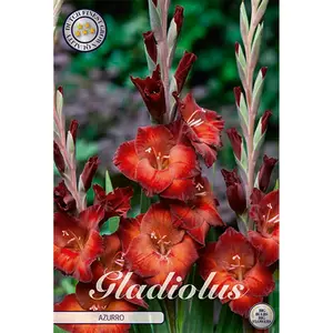 Gladiol, Azurro 10 st