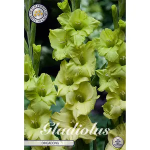 Gladiol, Dingadong 10 st