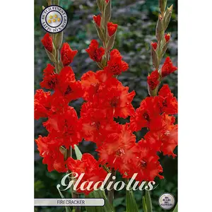 Gladiol, Firecracker 10 st
