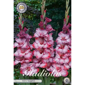 Gladiol, Ted's Trumpet 10 st