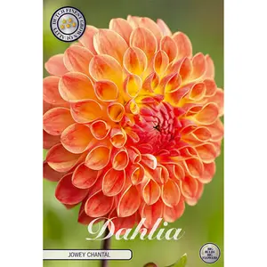 Bolldahlia, Jowey Chantal 1 st