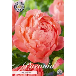 Pion, Coral Sunset 1 st