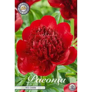 Pion, Red Charm 1 st