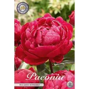 Pion, Red Sarah Bernhardt 1 st