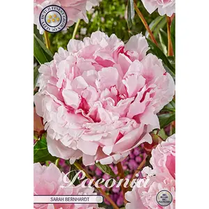 Pion, Sarah Bernhardt 1 st