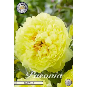 Pion, Bartzella 1 st