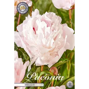 Pion, Immaculee 1 st