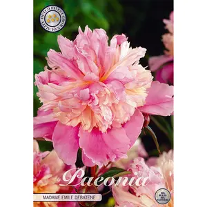 Pion, Madame Emile Debatene 1 st