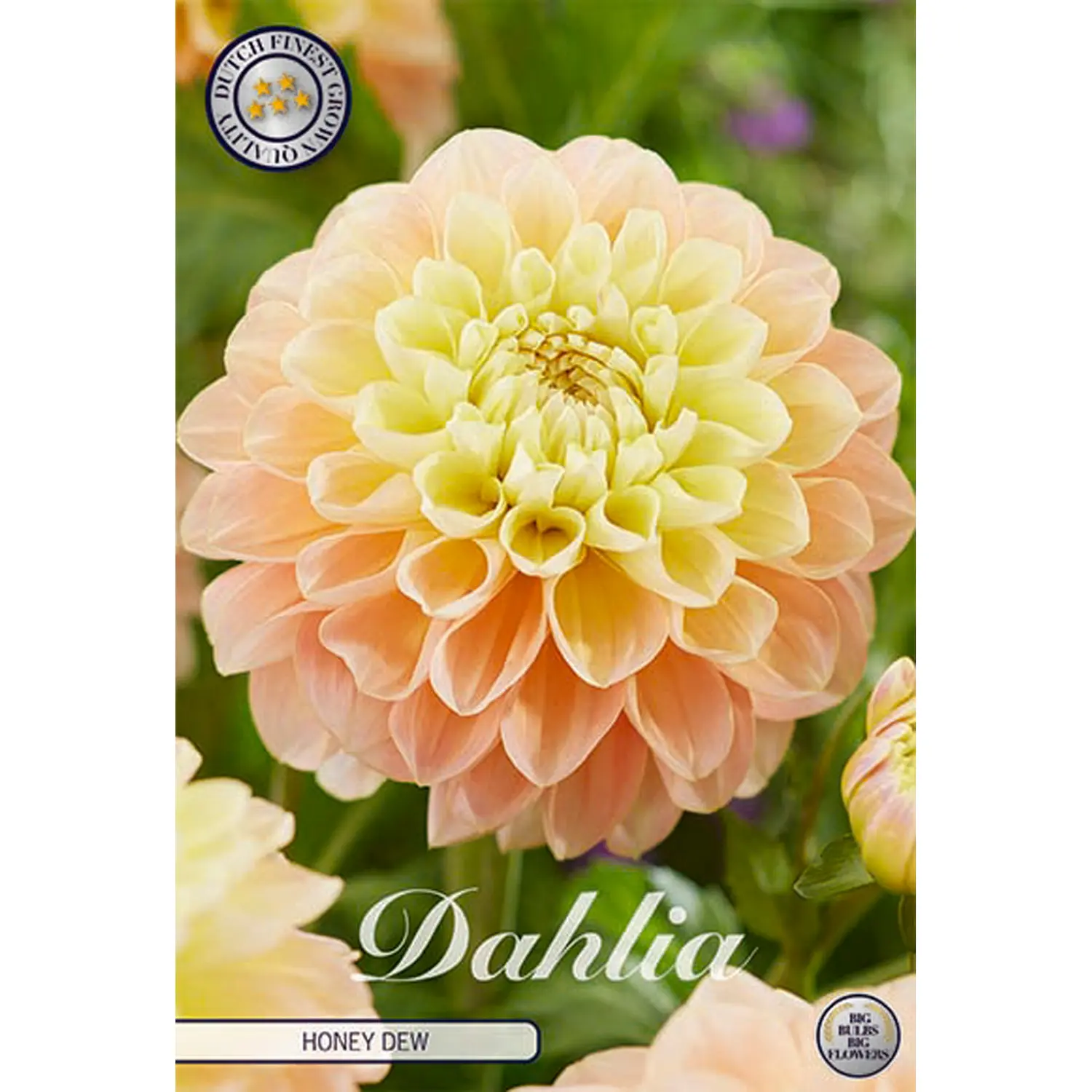 Dekorativdahlia, Honey Dew 1 st